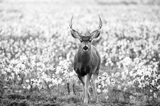 Deer_in_cotton_field