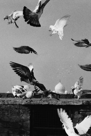 Pigeon_racing_over_the_taj_mahal