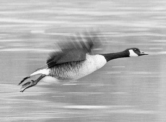 Flying