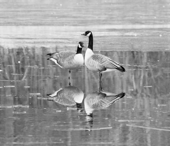 Geese_2