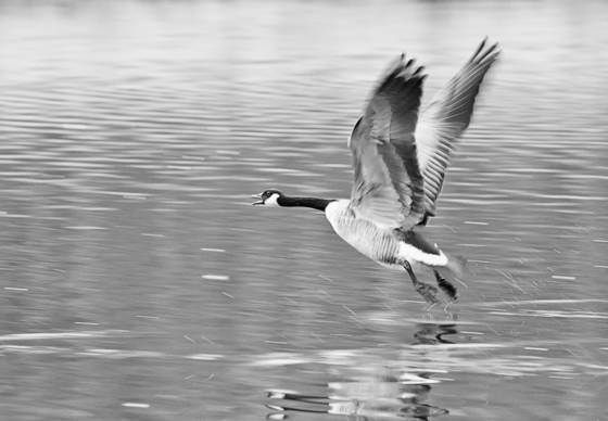 Goose_1