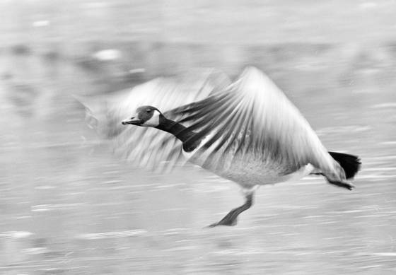 Goose_3
