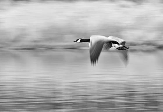 Goose_in_flight