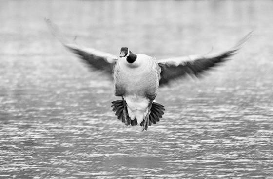 Landing