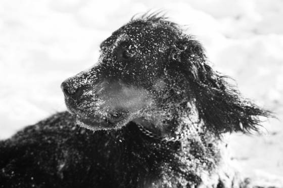 Snow_dog