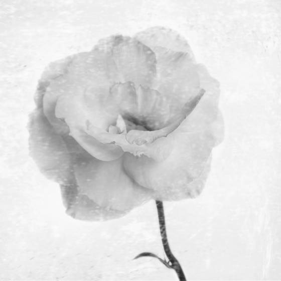 Lisianthus