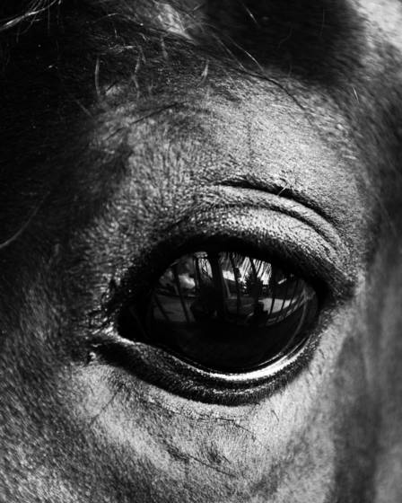 Equines_4