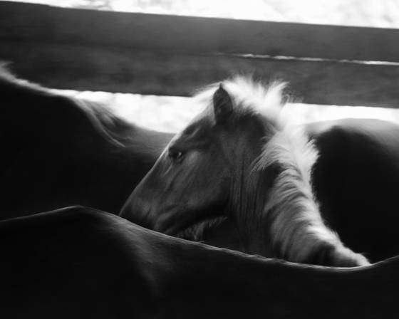 Equines_5