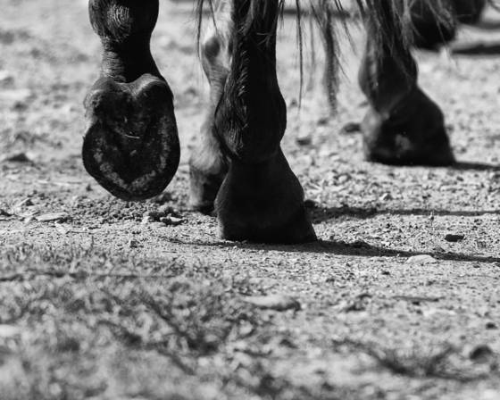 Equines_7