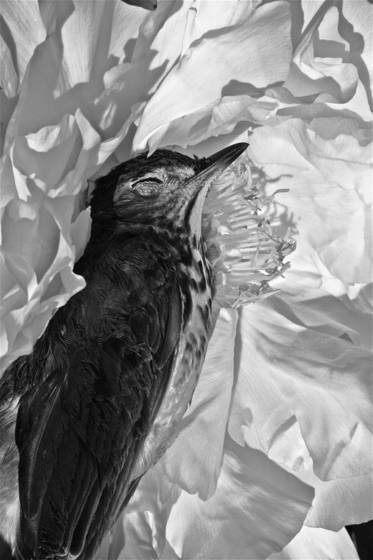 The_bird