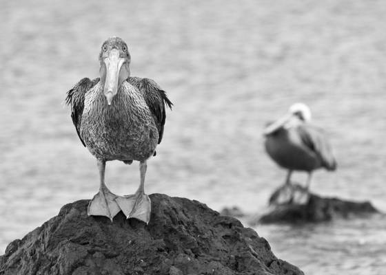 Brown_pelican