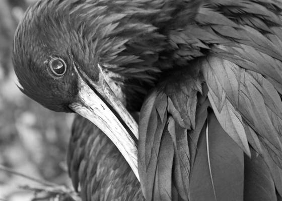 Magnificent_frigatebird