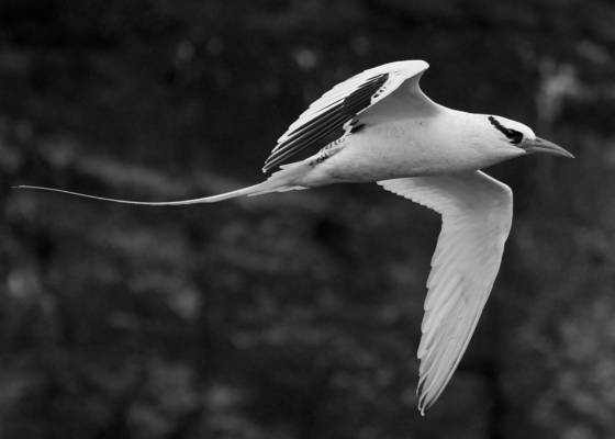 Tropic_bird