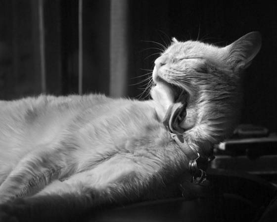 Feline_yawn