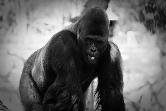 Kong