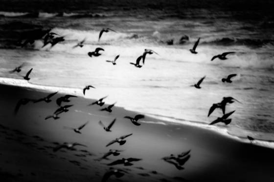 Birds_and_surf