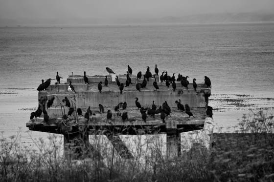 Birds_in_the_water