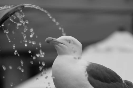 Fountain_bird