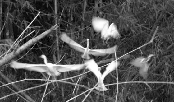 Flapping_birds
