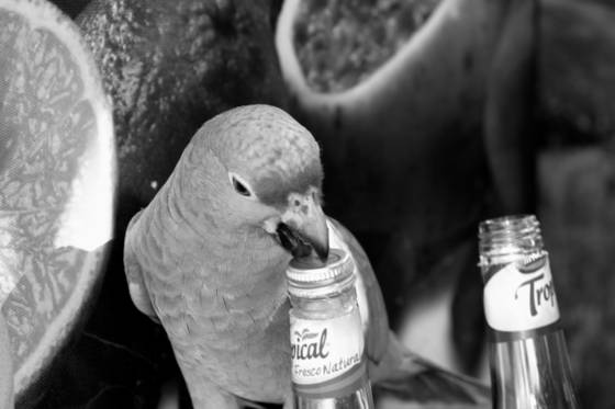 Thirsty_bird