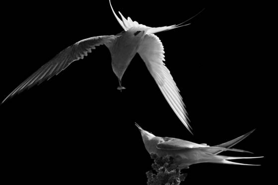Arctic_tern_dinner_date