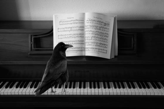 Grim_reaper_s_messenger_at_rehearsal