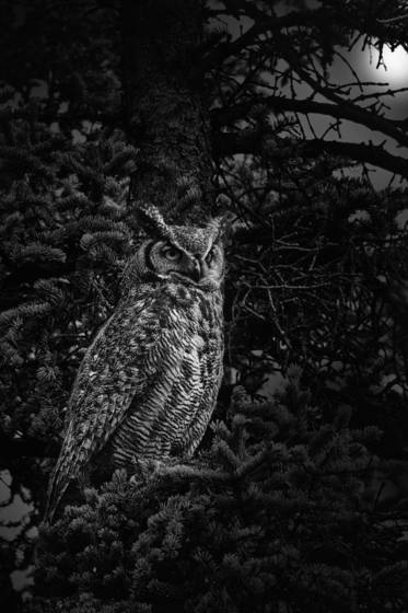 Night_owl