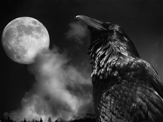 Raven_-_nightwatch