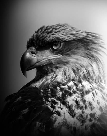 Royal_portrait