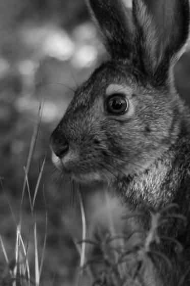 Wild_hare