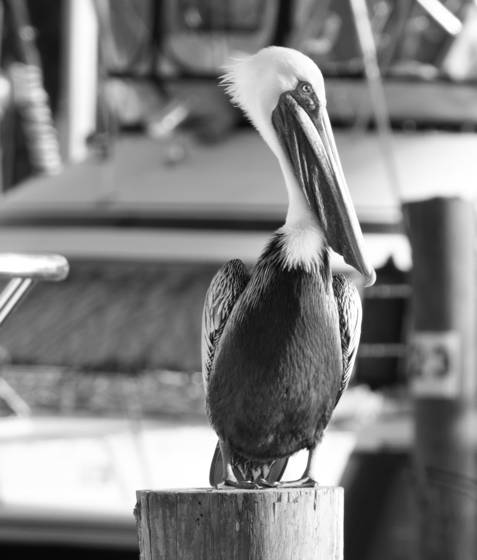 Posing_pelican