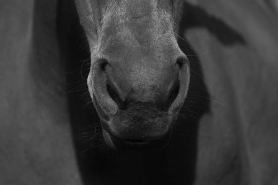 Long_face