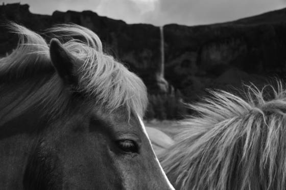 The_wind_in_mane