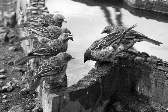 Weavers