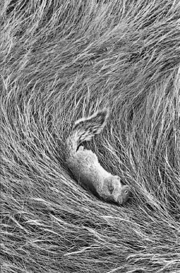 Squirrel