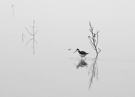 Black-necked_stilt