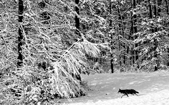 Coyote_in_winter