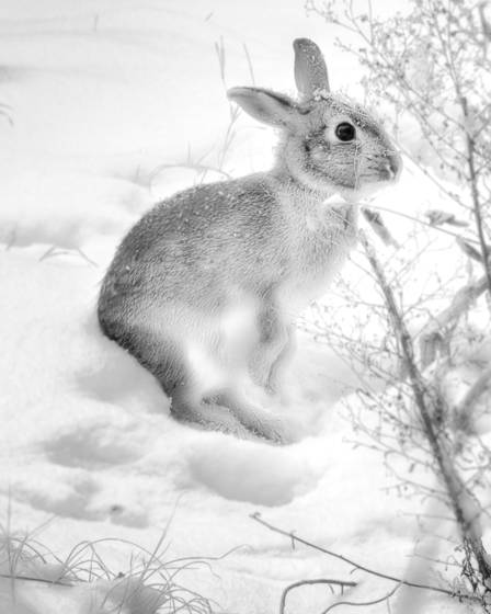 Backyard_bunny