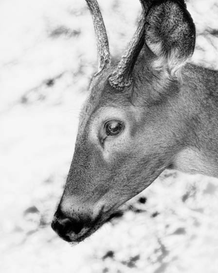 Wounded_buck