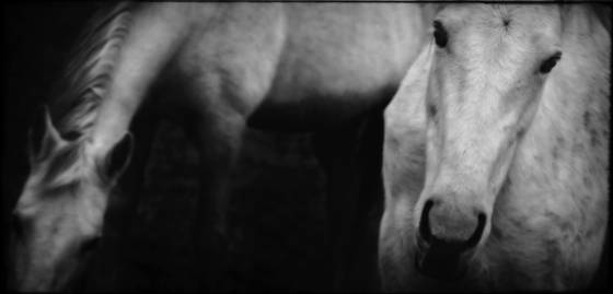 2_horses