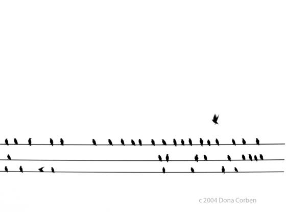 Birds_on_wire
