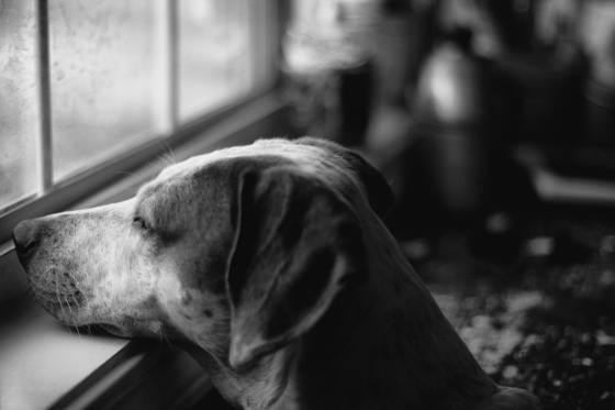 Sadie_in_the_window
