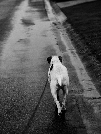 Walking_the_dog