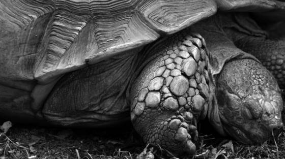 Zen_master_honu