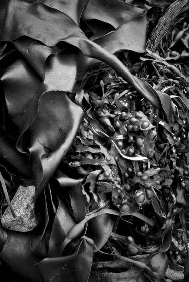 Seaweed_1