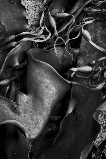 Seaweed_12