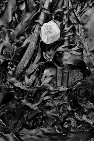 Seaweed_2