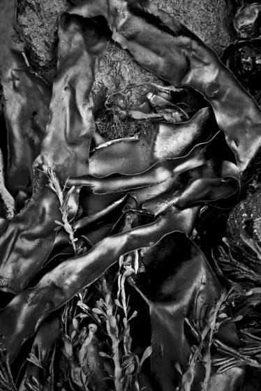 Seaweed_3