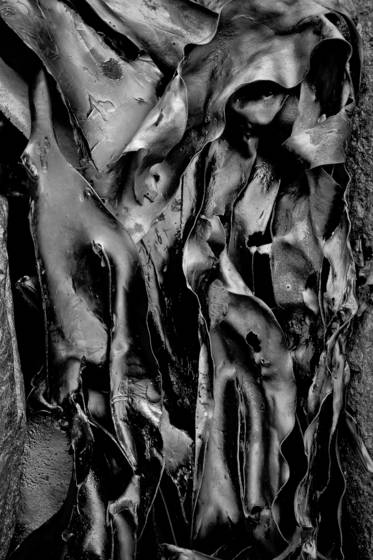 Seaweed_5