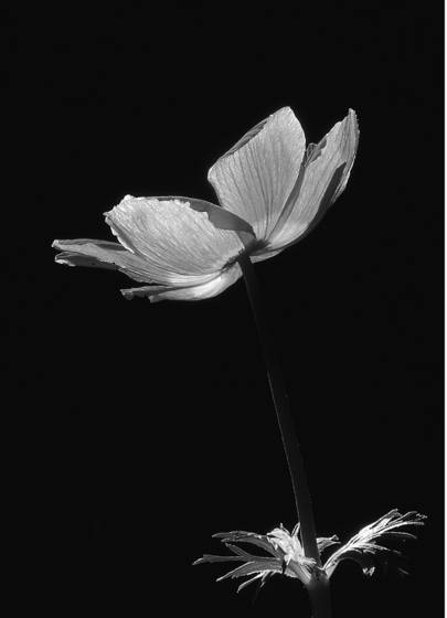 Poppy